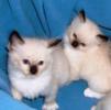 Ragdoll kittens for sale Virginia